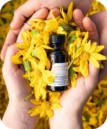 Balmorex Pro is made of Arnica Oil