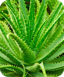 Balmorex Pro is made of Aloe Vera